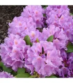 Рододендрон Грандифлорум-4